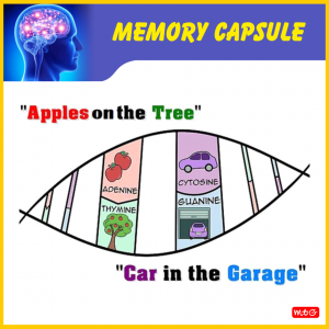 Memory Capsule