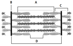 Locomotion and Movement Figure-Based Questions for NEET